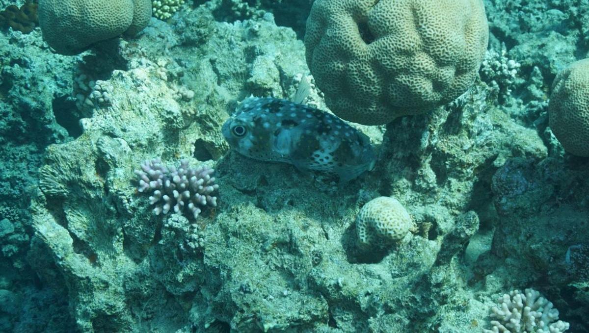 Bait Alaqaba Dive Center & Resort 외부 사진
