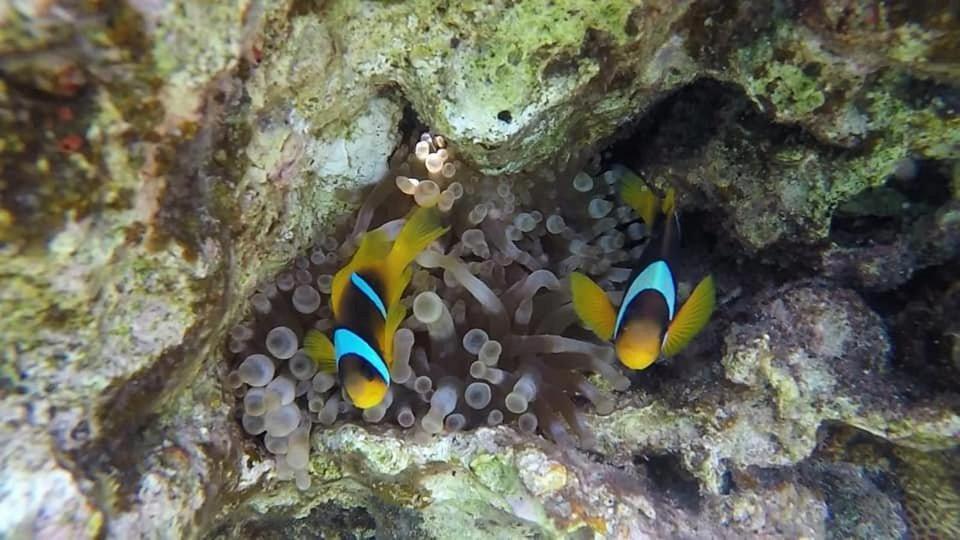Bait Alaqaba Dive Center & Resort 외부 사진