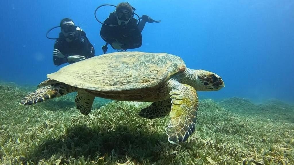 Bait Alaqaba Dive Center & Resort 외부 사진