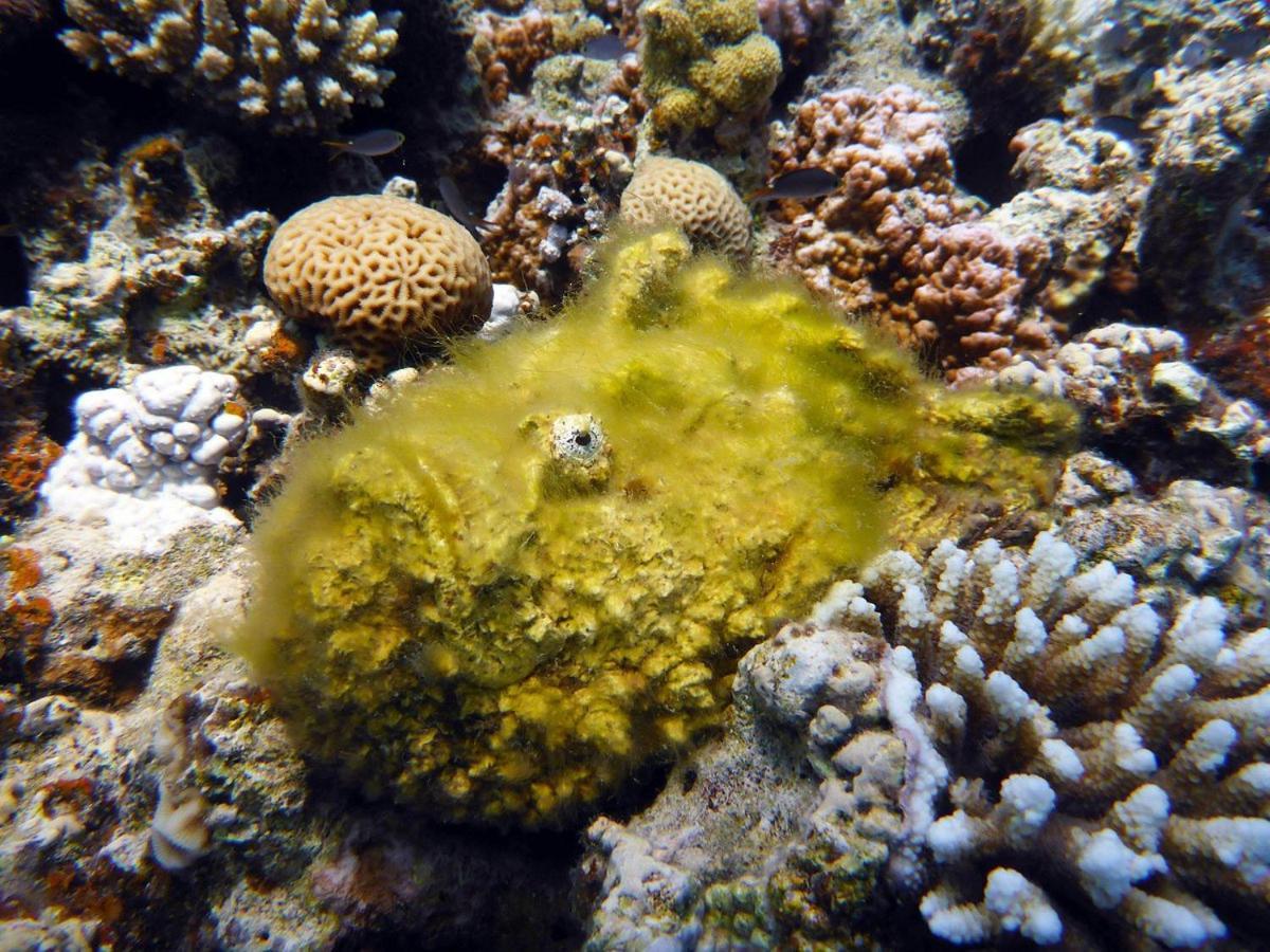 Bait Alaqaba Dive Center & Resort 외부 사진