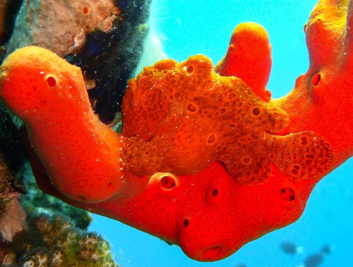 Bait Alaqaba Dive Center & Resort 외부 사진